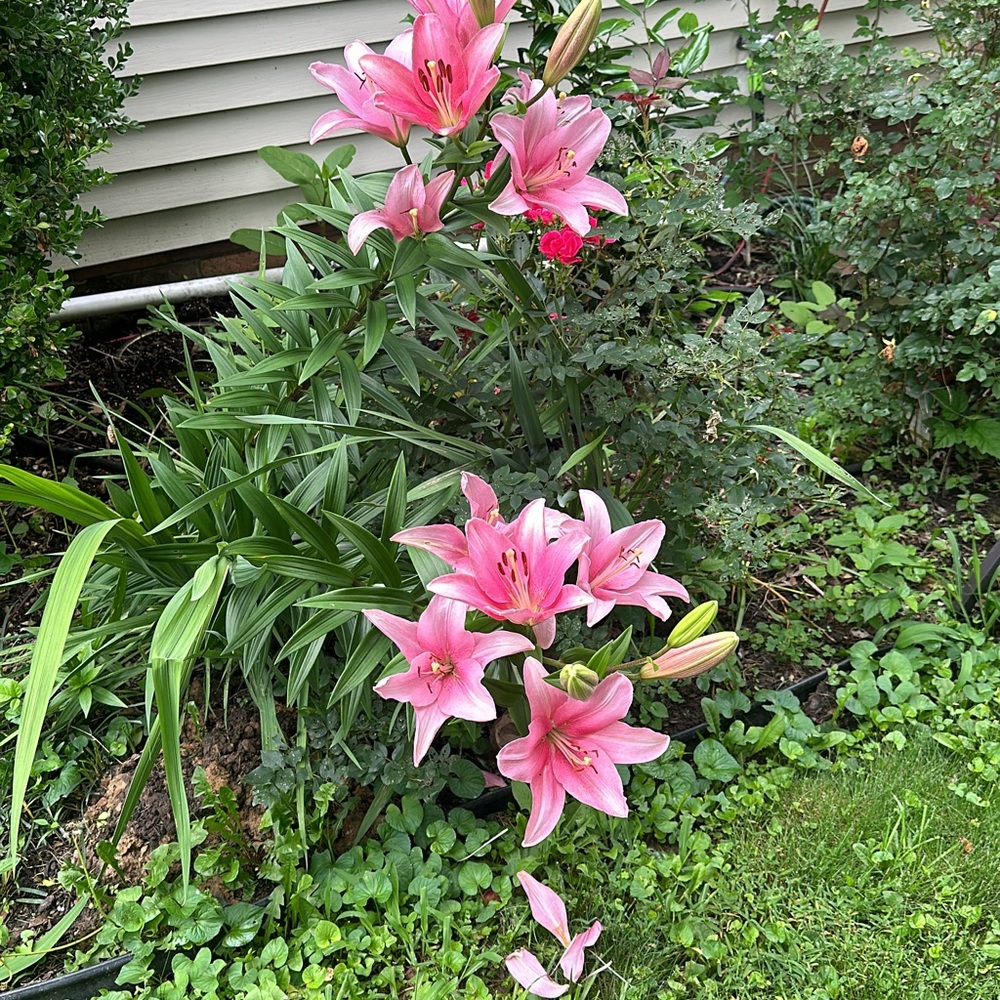 Meet your Posher, Ssoraya